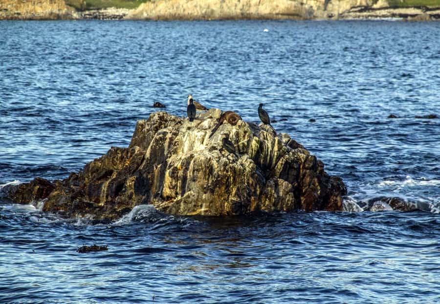 Gansbaai: Whale Watching Trip by Boat - Dolphins, seals, sharks, and other marine life