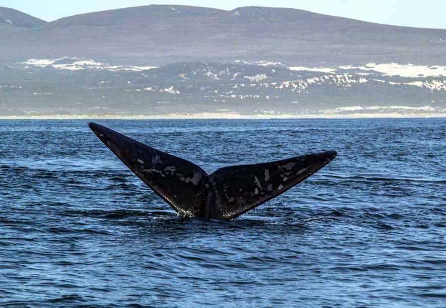 Gansbaai: Whale Watching Trip by Boat - Weather, postponements, and realistic expectations
