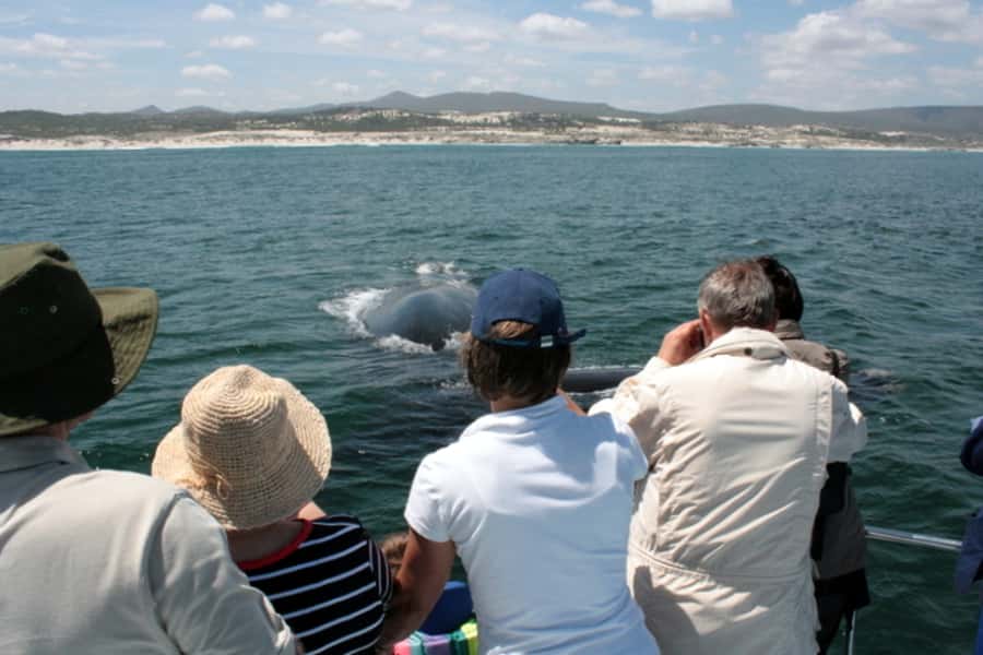 Gansbaai: Whale Watching Trip by Boat - Is $146 a fair price?