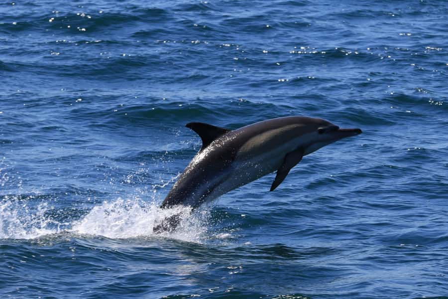 Gansbaai: Whale Watching Trip by Boat - What to bring for a better two hours
