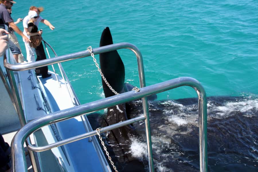 Gansbaai: Whale Watching Trip by Boat - Along the cliffs of De Kelders