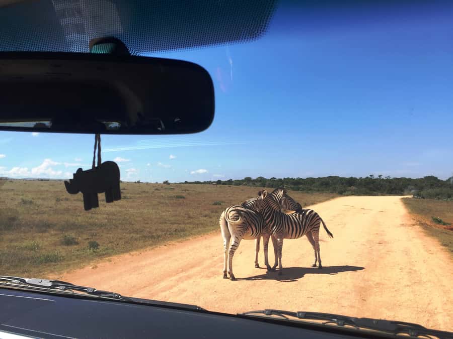 Garden Route and Addo Elephant National Park: 5-Day Safari - Day 3: Canoeing and hiking in Wilderness National Park