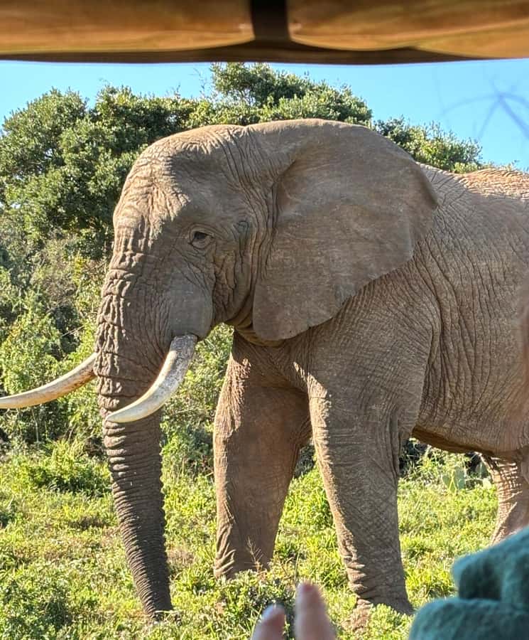 Gqeberha: Park View Game Drive at Schotia Safaris with Lunch - Key points to know before you book