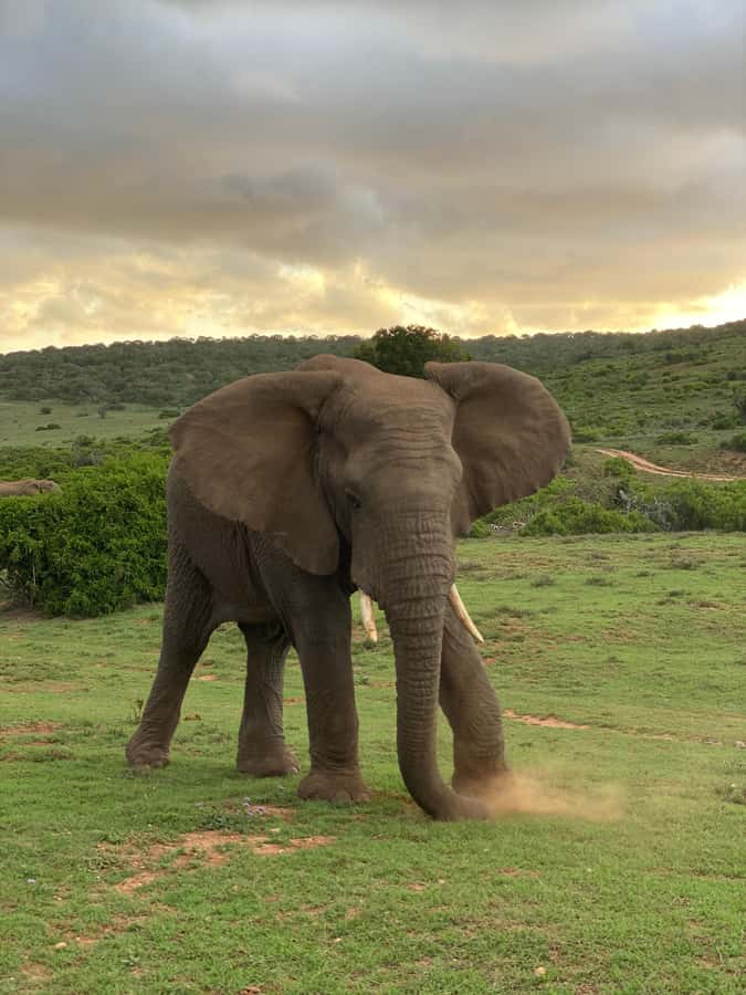 Gqeberha: Park View Game Drive at Schotia Safaris with Lunch - Why Schotia Safaris works well for a short safari