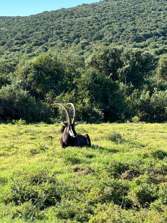 Gqeberha: Park View Game Drive at Schotia Safaris with Lunch - Four hours in a closed or open viewing vehicle