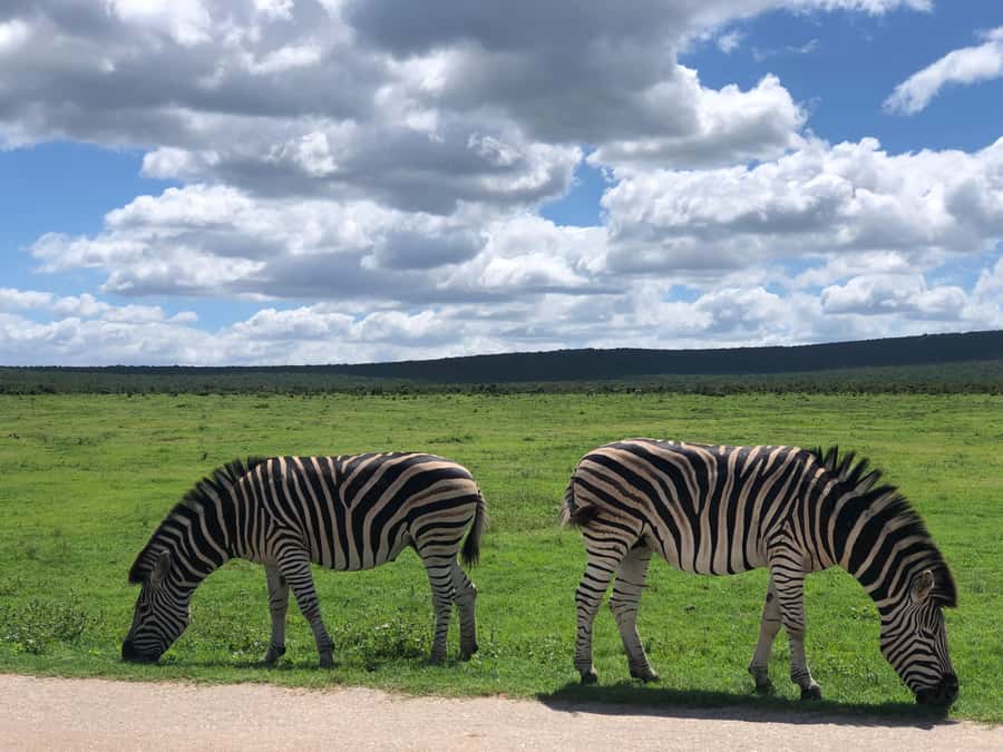 Gqeberha: Park View Game Drive at Schotia Safaris with Lunch - What you may see among 40 mammal species