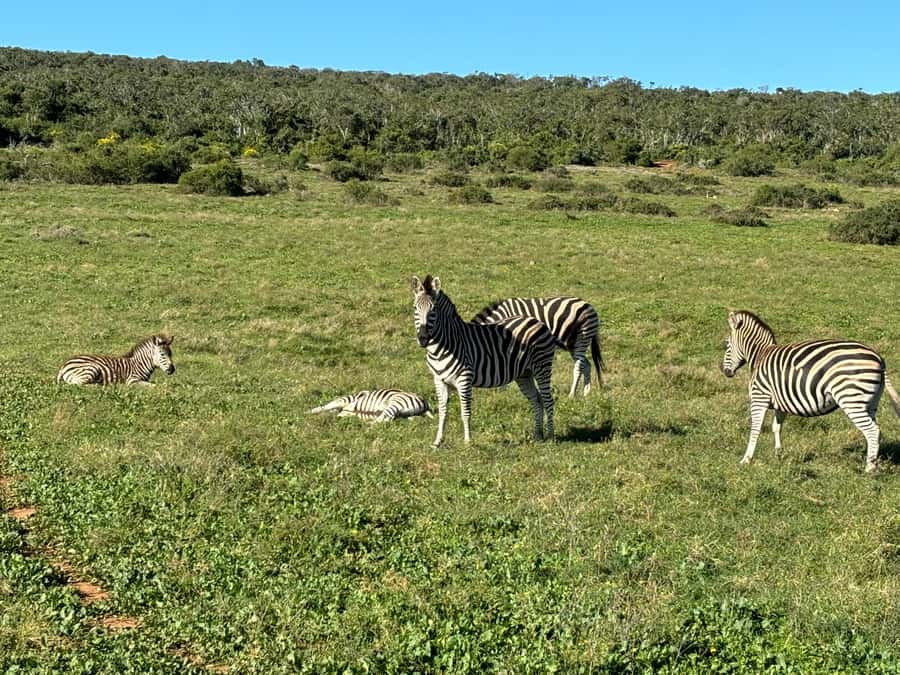 Gqeberha: Park View Game Drive at Schotia Safaris with Lunch - The picnic stop and traditional South African braai