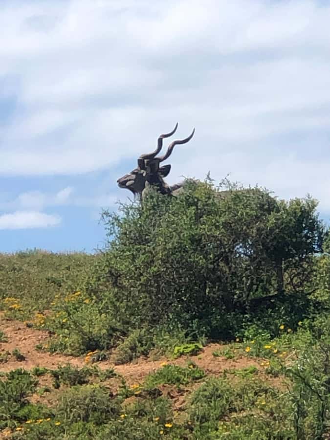 Gqeberha: Park View Game Drive at Schotia Safaris with Lunch - Extra activities, and what is not included