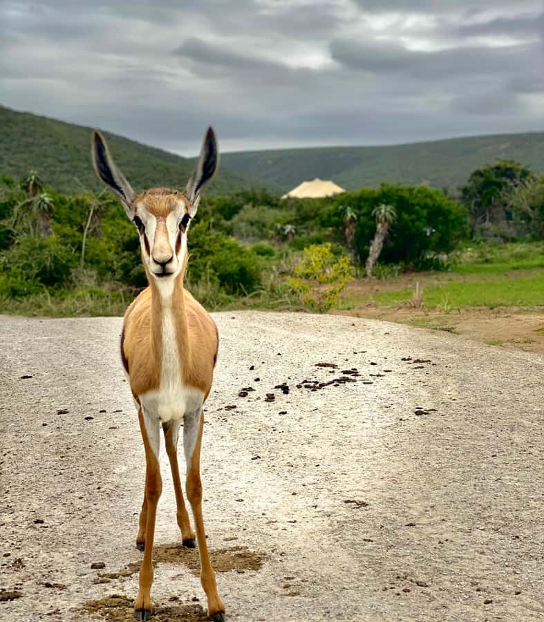 Gqeberha: Park View Game Drive at Schotia Safaris with Lunch - What to bring and what to leave behind