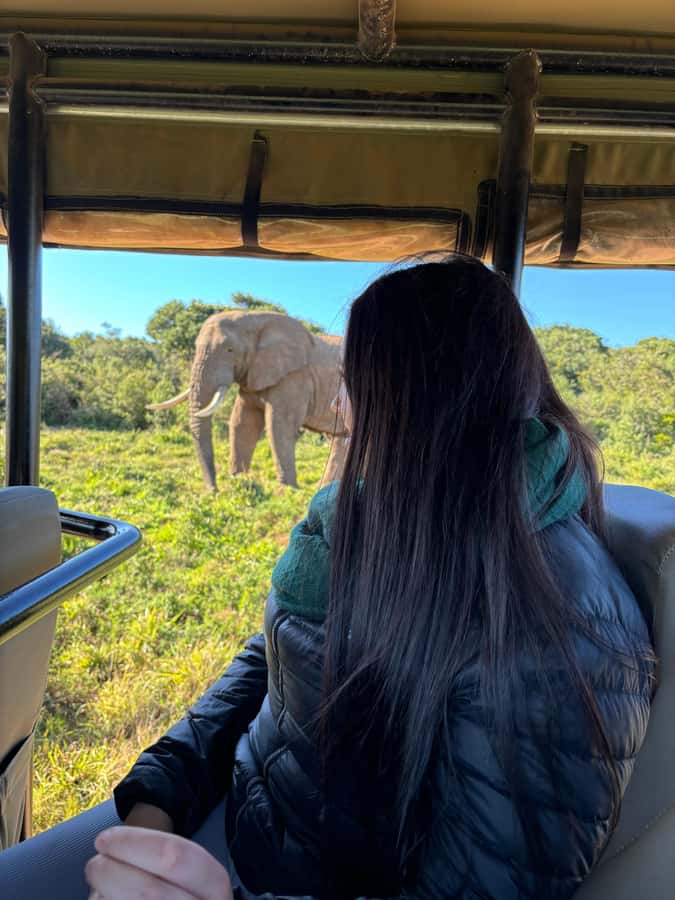 Gqeberha: Park View Game Drive at Schotia Safaris with Lunch - Pickup from the harbour, lodge, or airport