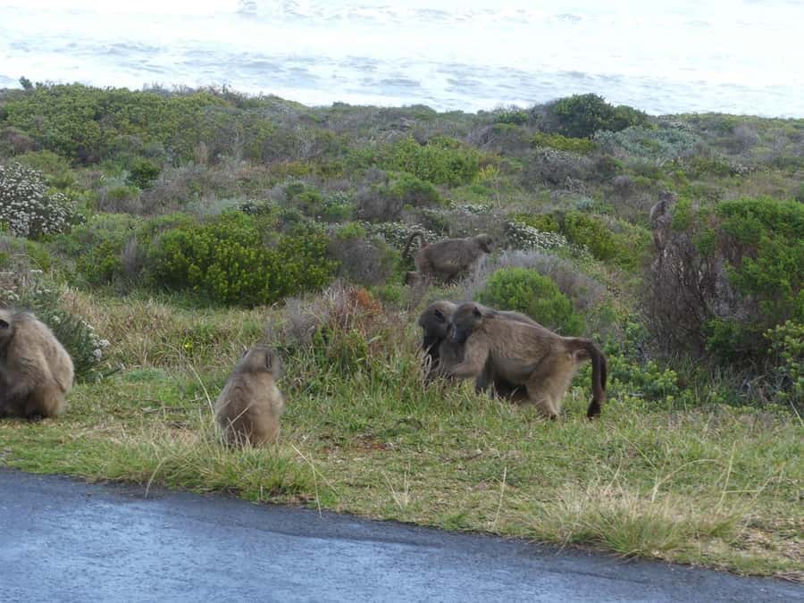 Group Tour of Cape of Good Hope and Boulders Beach Penguins - Why this Cape Peninsula day works so well