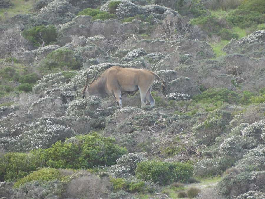 Group Tour of Cape of Good Hope and Boulders Beach Penguins - Hout Bay and Chapman’s Peak Drive