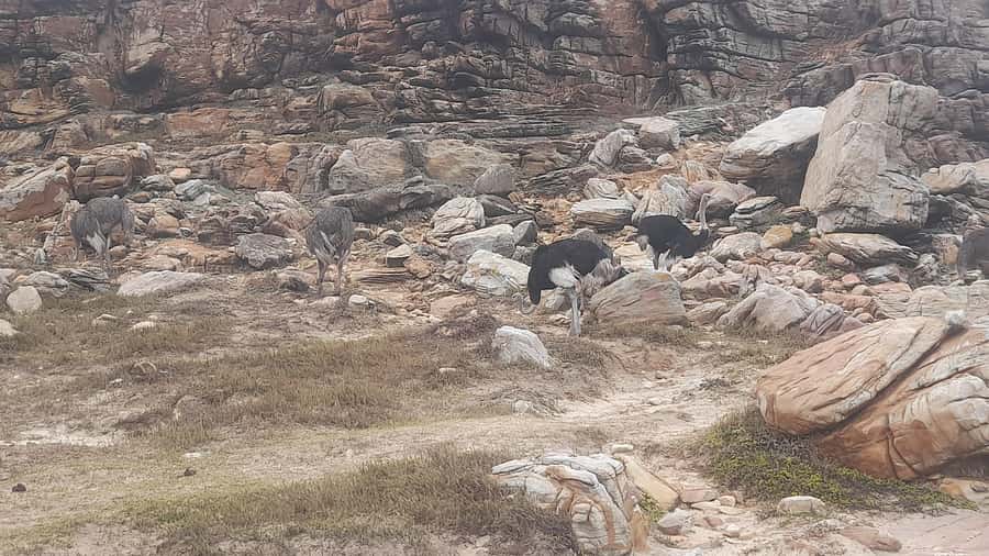 Group Tour of Cape of Good Hope and Boulders Beach Penguins - Reaching the New Cape Point Lighthouse