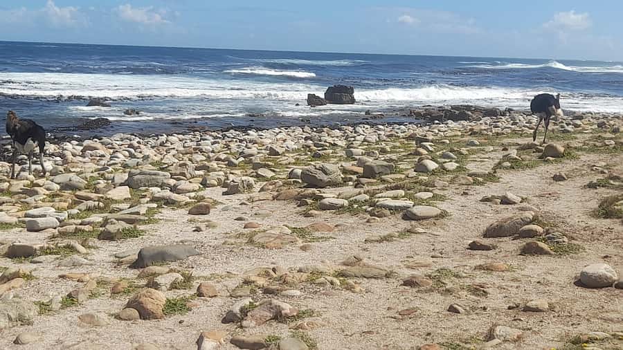 Group Tour of Cape of Good Hope and Boulders Beach Penguins - The Cape of Good Hope, with fees to plan for