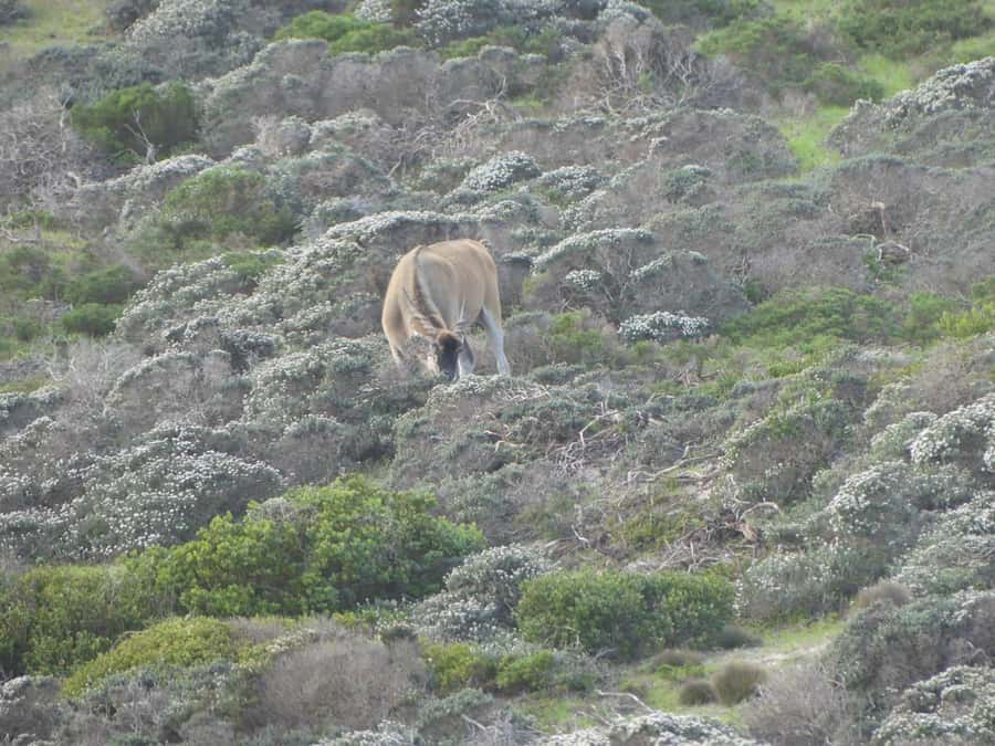 Group Tour of Cape of Good Hope and Boulders Beach Penguins - Who should book this tour
