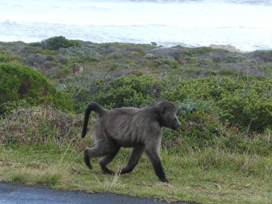 Group Tour of Cape of Good Hope and Boulders Beach Penguins - Starting in Bo-Kaap, Sea Point, and Camps Bay