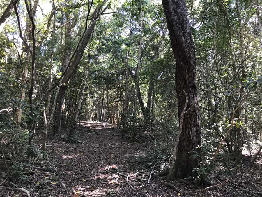 Guided Wildlife Tour and Forest Walk with Lunch Platter - Why this Tenikwa combination works