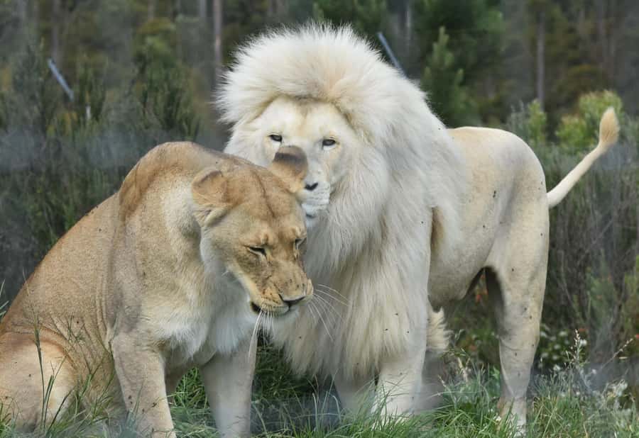 Guided Wildlife Tour and Forest Walk with Lunch Platter - Meeting South Africa’s wild cats