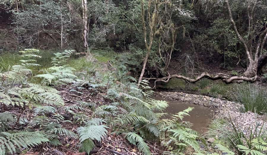 Guided Wildlife Tour and Forest Walk with Lunch Platter - Starting at Tenikwa near Plettenberg Bay