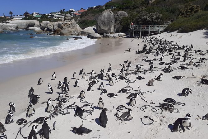 Half day African Penguin Tour - Is $71.89 a fair price?
