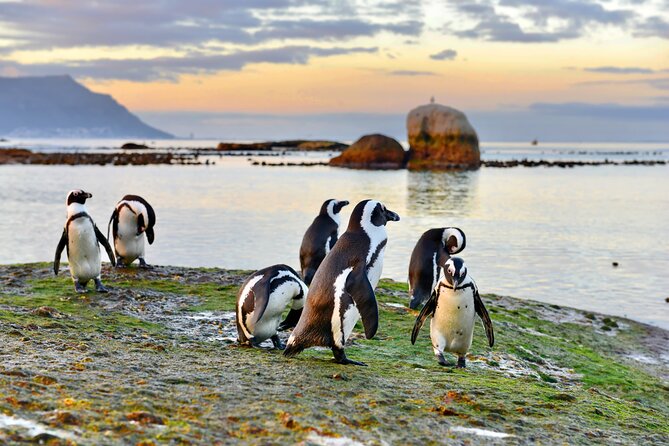 Half Day Boulders Penguins and Cape Point Small Group Tour - False Bay begins with beach huts and sea views
