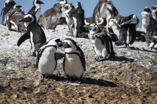 Half Day Boulders Penguins and Cape Point Small Group Tour - Cape of Good Hope adds wild scenery and history