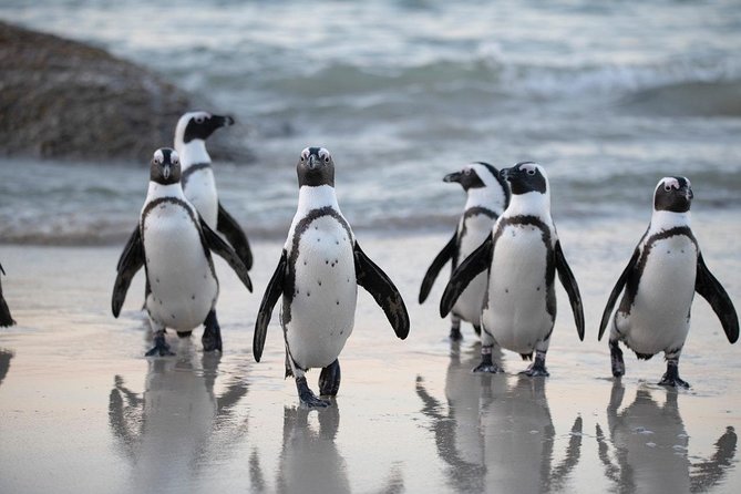 Half Day Boulders Penguins and Cape Point Small Group Tour - What the guides add to the ride