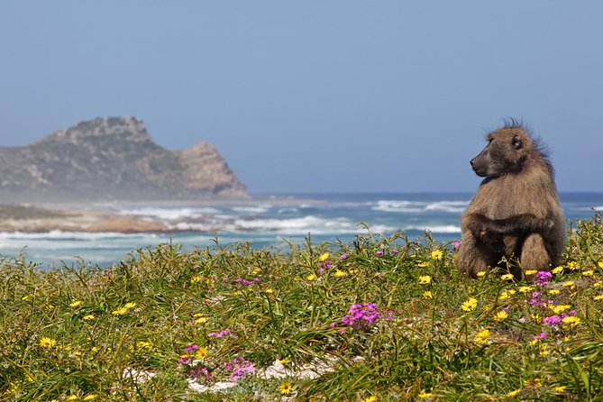 Half day Cape Point Sightseeing Tour with Penguins from Cape Town - Hout Bay starts the coastal run