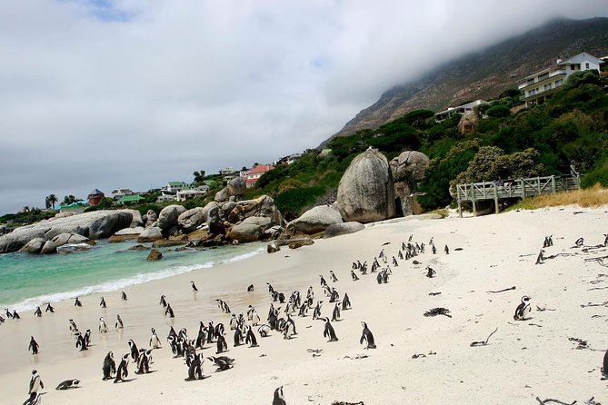 Half day Cape Point Sightseeing Tour with Penguins from Cape Town - Boulders Beach penguins, if the clock allows