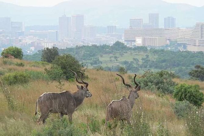Half Day E-Biking with Wildlife Watching in Pretoria - Key points at a glance