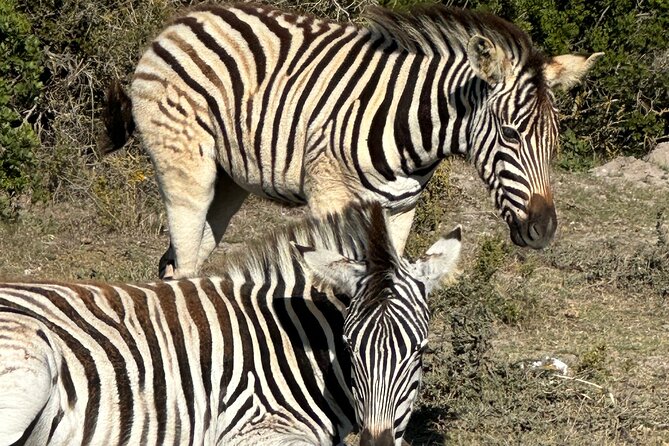 Half day Horse back safari - Why this horseback safari feels different