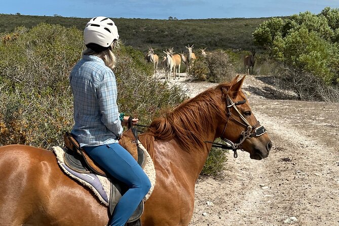 Half day Horse back safari - Meeting the horses at Rondeberg Farms