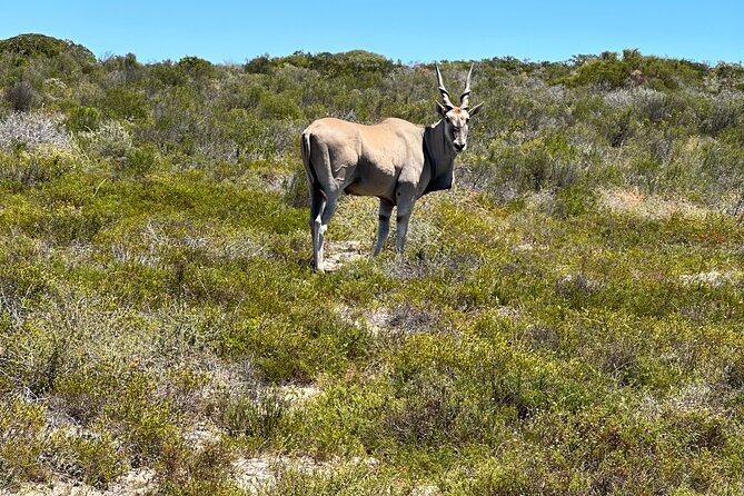 Half day Horse back safari - Atlantic views and the best time for flowers