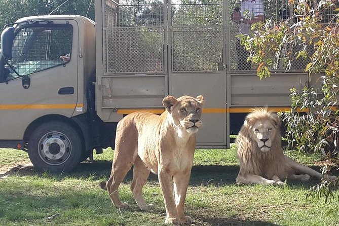 Half Day Lion Park tour from Johannesburg or Pretoria - The two-hour game drive is the heart of the outing