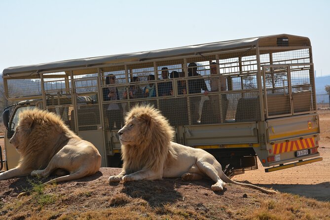 Half Day Lion Park tour from Johannesburg or Pretoria - What the enclosures mean for the experience