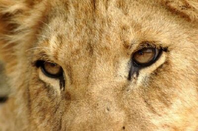 Half Day Lion Park tour from Johannesburg or Pretoria