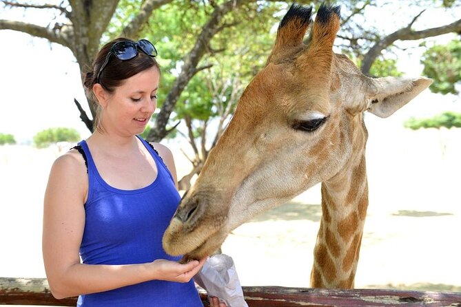 Half Day Lion Park tour from Johannesburg or Pretoria - Comfort, pickup, and the value of $100.65