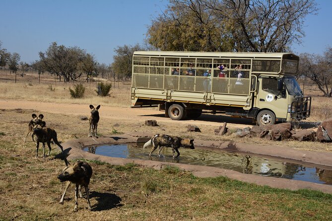 Half Day Lion Park tour from Johannesburg or Pretoria - How the itinerary fits into five hours
