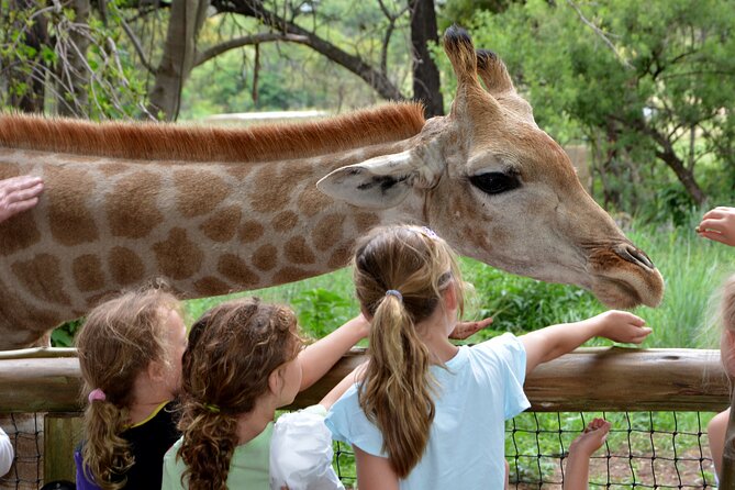 Half Day Lion Park tour from Johannesburg or Pretoria - Who will get the most from this tour