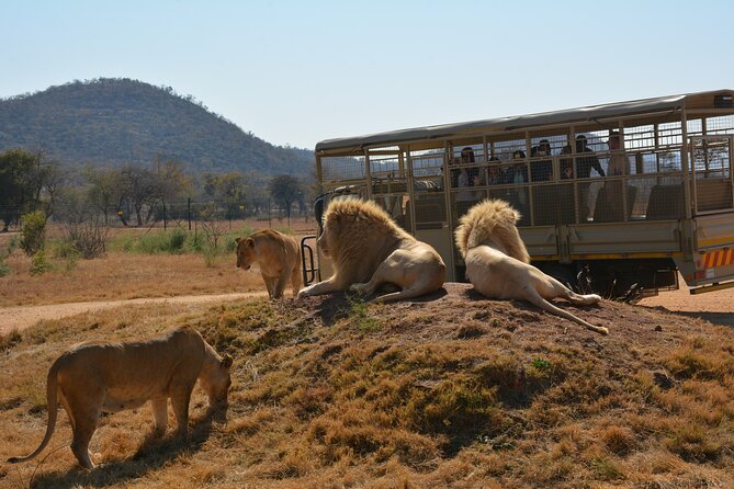 Half Day Lion Park tour from Johannesburg or Pretoria - A practical word about guides