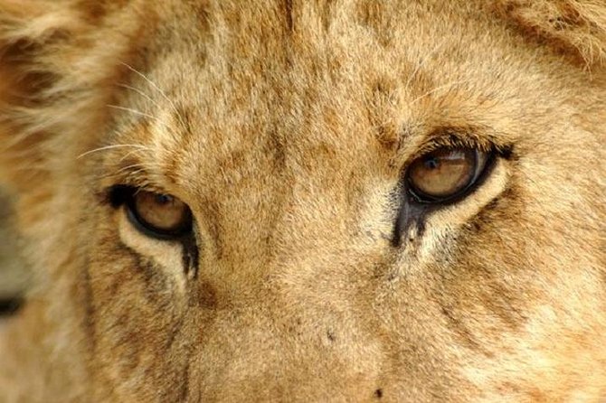 Half Day Lion Park tour from Johannesburg or Pretoria - White lions, cubs, hyenas, and unusual animals