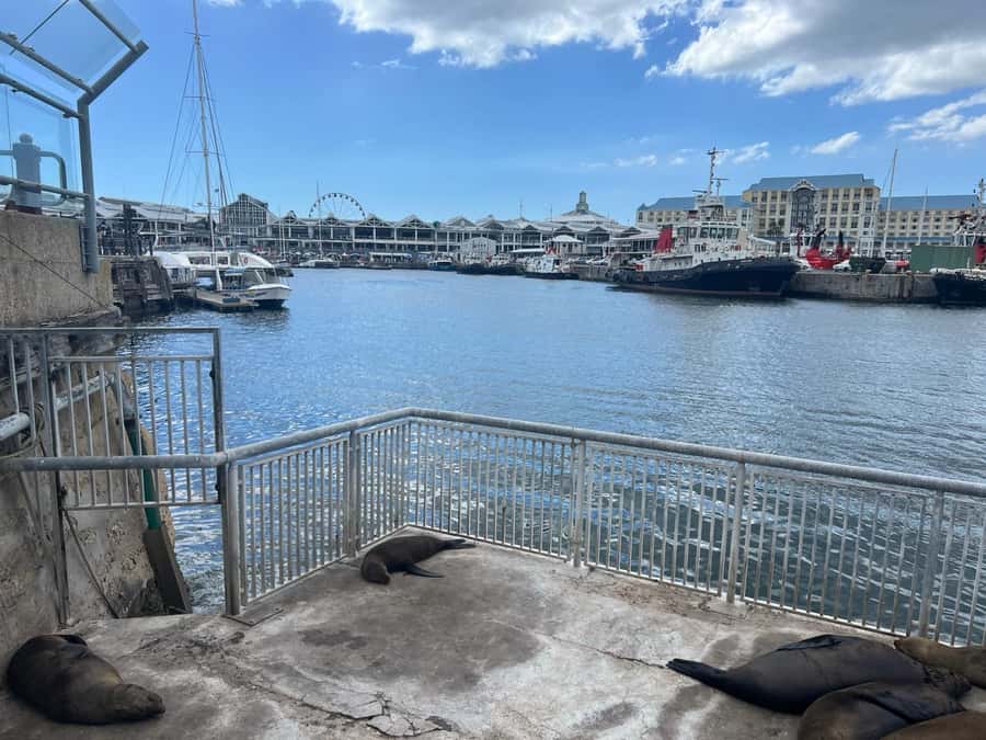 Half Day Robben Island including Tickets and Transfers Tour - Why Robben Island deserves a place in your Cape Town plans
