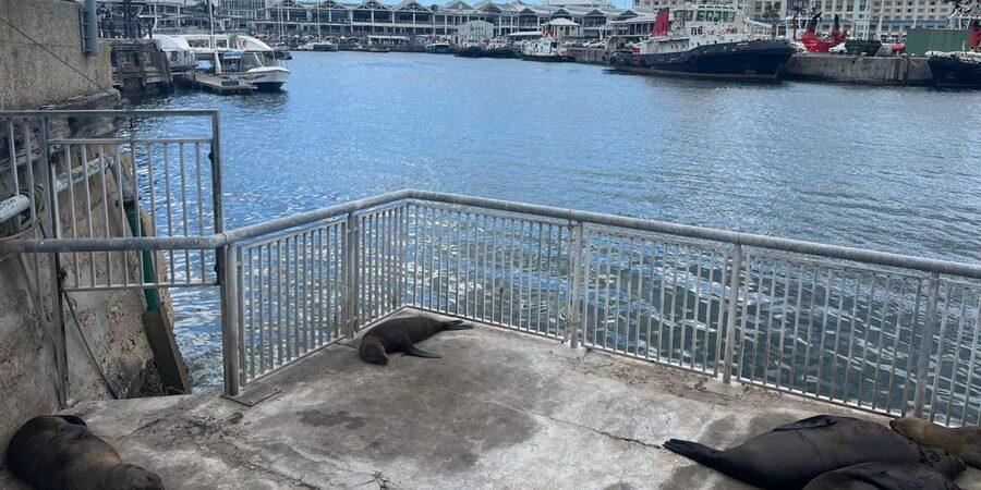 Half Day Robben Island including Tickets and Transfers Tour - What the $80 price really covers