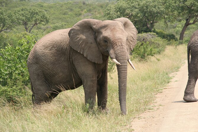Half Day Safari Tour from Durban - Starting from Durban at 8:00 a.m.
