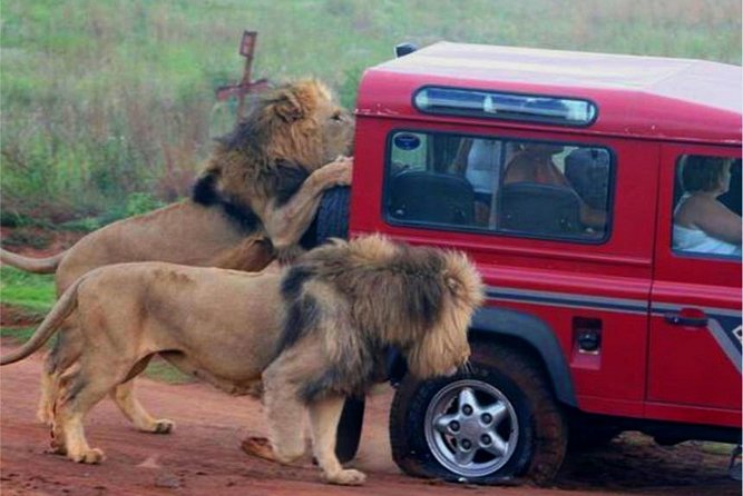 Half Day Safari Tour from Durban - Tala Private Game Reserve: the main game drive