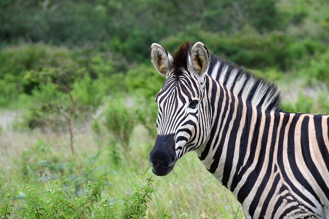 Half Day Safari Tour from Durban - Should you book this Durban safari?