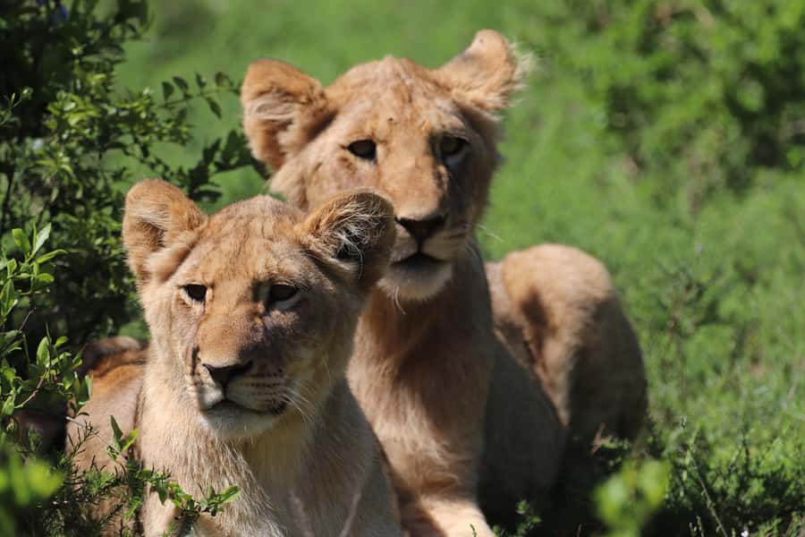 Half-Day Schotia Game Reserve (Open 4x4 Vehicle) - Who should book this safari?