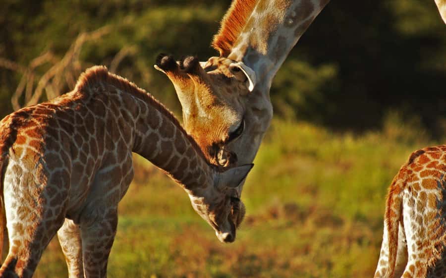 Half-Day Schotia Game Reserve (Open 4x4 Vehicle) - Big Five hopes, with a useful reality check
