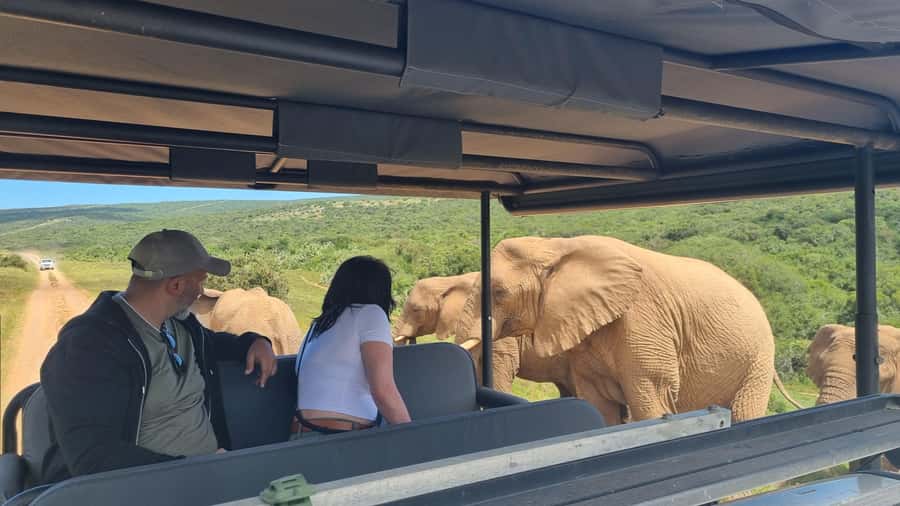 Half-Day Schotia Game Reserve (Open 4x4 Vehicle) - The animals you are most likely to appreciate