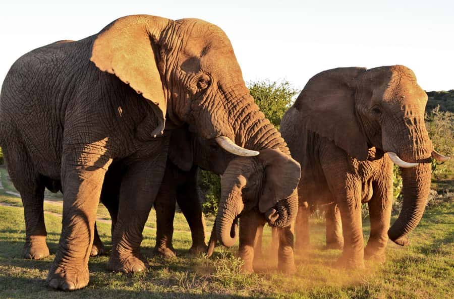 Half-Day Schotia Game Reserve (Open 4x4 Vehicle) - Nanaga Farm Stall and the food question